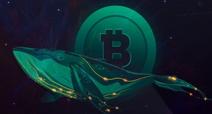 Bitcoin Whale Moves Over $600,000,000 in BTC