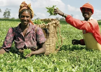 CBN plans to use GSI in recovering loans from defaulters on the Anchor Borrowers’ Program