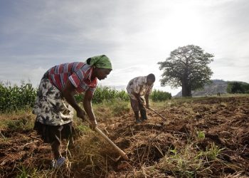 Infrastructure, cash transfers, and others will increase Africa’s resilience to chronic food insecurity amid climate change – IMF