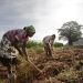 Infrastructure, cash transfers, and others will increase Africa’s resilience to chronic food insecurity amid climate change – IMF