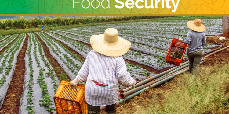 FG Denies Food Shortage As the Cause of National Protests