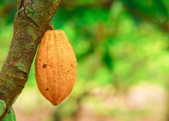 Cocoa Prices Surge to $10,000 per Metric Ton
