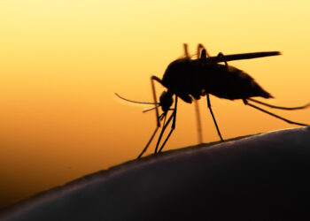 Nigeria Pursues $1.24 Billion Funding for Malaria Vaccine